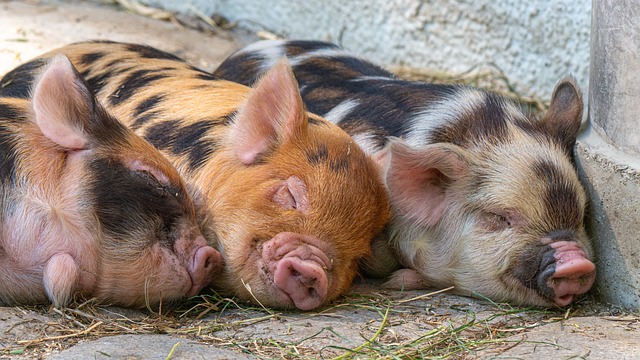 Einladung zum Waldviertler Schweinefachtag 2023