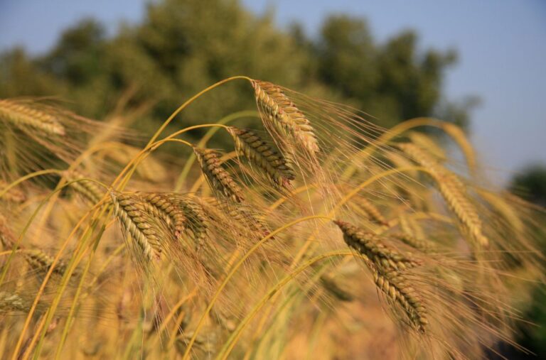 Pflanzenzüchter (m/w/d) gesucht mit Schwerpunkt Wintergerste