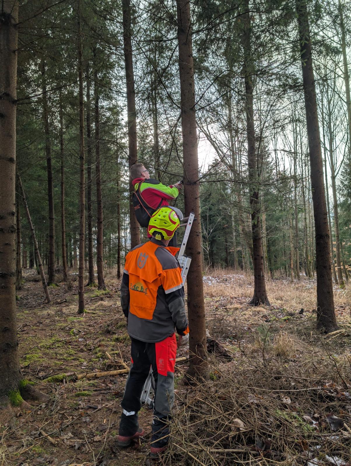 Wertastung_2 Wertastung_2